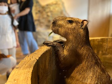 おさるランド＆アニタウン　日光さる軍団劇場に投稿された画像（2022/8/5）