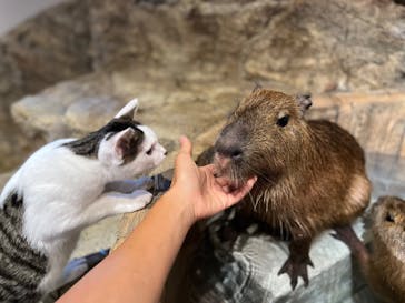 おさるランド＆アニタウン　日光さる軍団劇場に投稿された画像（2022/8/5）