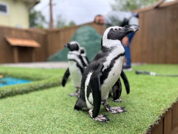 おさるランド＆アニタウン　日光さる軍団劇場に投稿された画像（2022/8/5）