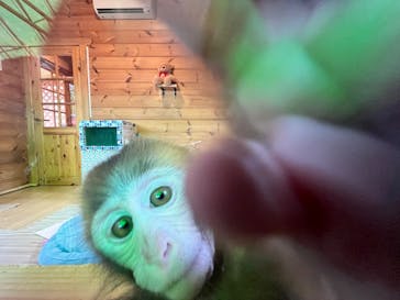 おさるランド＆アニタウン　日光さる軍団劇場に投稿された画像（2022/8/5）