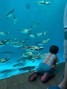 上越市立水族博物館 うみがたりに投稿された画像（2022/8/5）