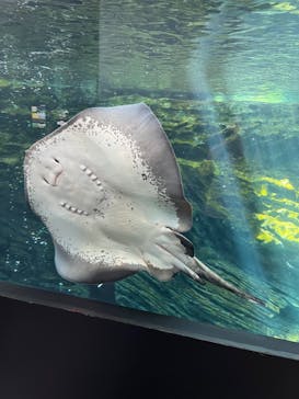 上越市立水族博物館 うみがたりに投稿された画像（2022/8/5）