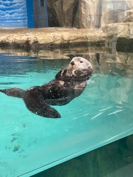 マリンワールド海の中道に投稿された画像（2022/8/5）