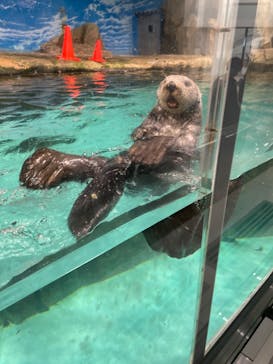 マリンワールド海の中道に投稿された画像（2022/8/5）