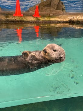 マリンワールド海の中道に投稿された画像（2022/8/5）