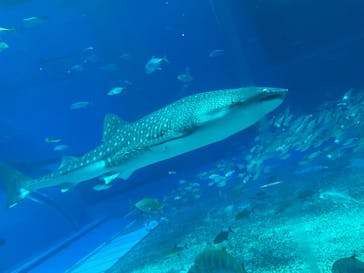 沖縄美ら海水族館に投稿された画像（2022/8/5）