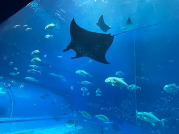 沖縄美ら海水族館に投稿された画像（2022/8/5）