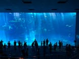 沖縄美ら海水族館に投稿された画像（2022/8/6）