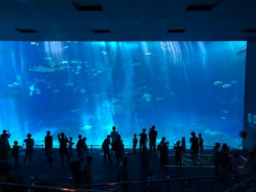 沖縄美ら海水族館に投稿された画像（2022/8/5）