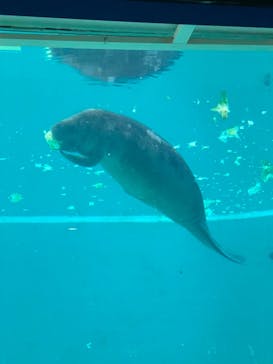 沖縄美ら海水族館に投稿された画像（2022/8/5）