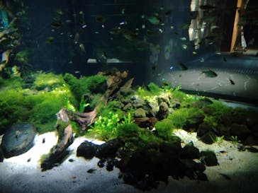 カワスイ 川崎⽔族館に投稿された画像（2022/8/5）