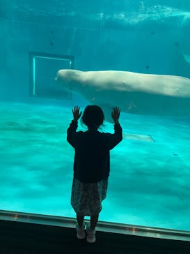 島根県立 しまね海洋館に投稿された画像（2022/8/6）