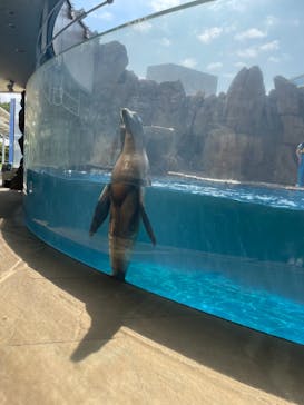 島根県立 しまね海洋館に投稿された画像（2022/8/6）