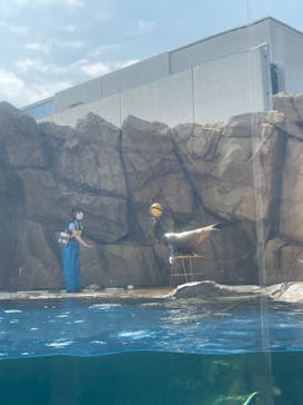 島根県立 しまね海洋館に投稿された画像（2022/8/6）