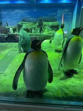 島根県立 しまね海洋館に投稿された画像（2022/8/6）