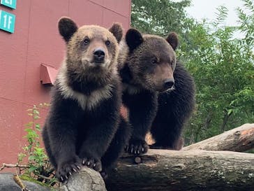 のぼりべつクマ牧場に投稿された画像（2022/8/6）