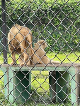 那須サファリパークに投稿された画像（2022/8/6）