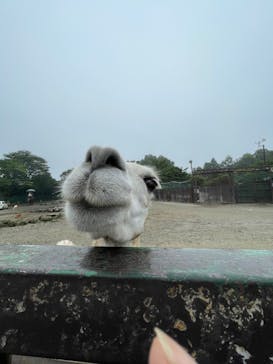 那須サファリパークに投稿された画像（2022/8/6）