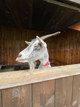 那須サファリパークに投稿された画像（2022/8/6）