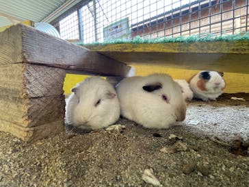 那須サファリパークに投稿された画像（2022/8/6）