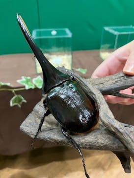 淡路ファームパーク イングランドの丘に投稿された画像（2022/8/6）