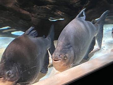 しながわ水族館に投稿された画像（2022/8/6）