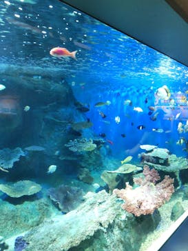 しながわ水族館に投稿された画像（2022/8/6）