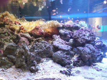 しながわ水族館に投稿された画像（2022/8/6）