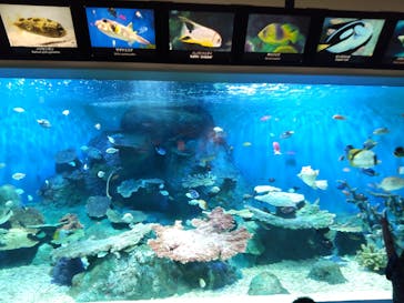 しながわ水族館に投稿された画像（2022/8/6）