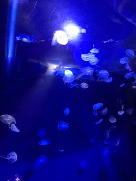 サンシャイン水族館に投稿された画像（2022/8/6）