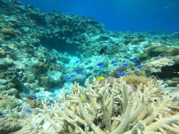 Sea World（シーワールド）に投稿された画像（2022/8/6）