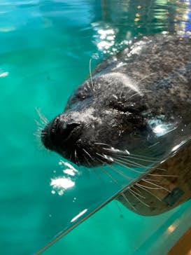 しながわ水族館に投稿された画像（2022/8/6）