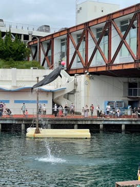 伊豆・三津シーパラダイスに投稿された画像（2022/8/6）
