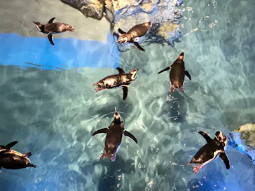 すみだ水族館に投稿された画像（2022/8/6）