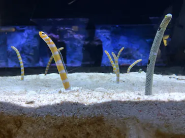 すみだ水族館に投稿された画像（2022/8/6）