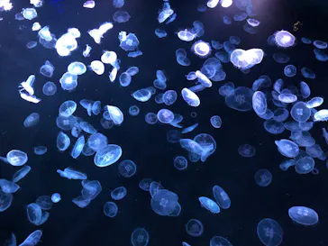 すみだ水族館に投稿された画像（2022/8/6）