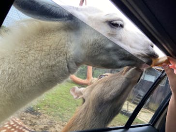 東北サファリパークに投稿された画像（2022/8/6）