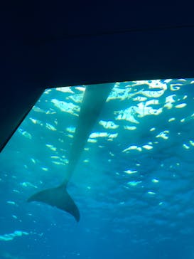 アクアワールド茨城県大洗水族館に投稿された画像（2022/8/6）