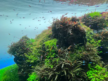 すみだ水族館に投稿された画像（2022/8/6）