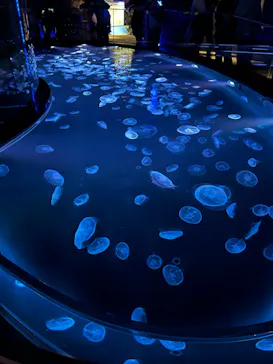 すみだ水族館に投稿された画像（2022/8/6）