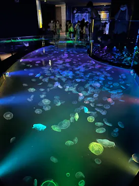 すみだ水族館に投稿された画像（2022/8/6）