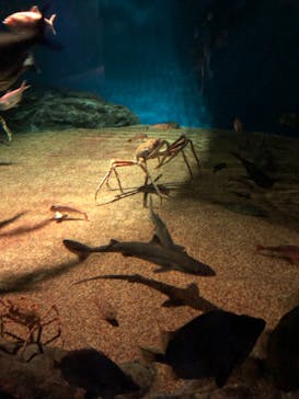 アクアワールド茨城県大洗水族館に投稿された画像（2022/8/6）