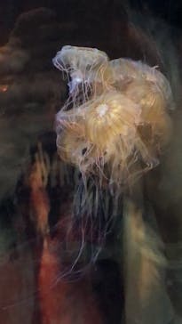 アクアワールド茨城県大洗水族館に投稿された画像（2022/8/6）