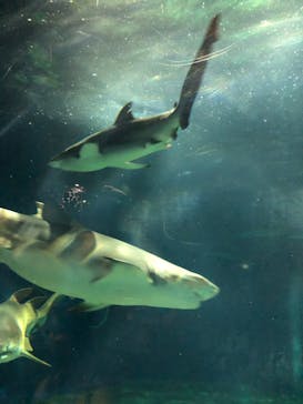 アクアワールド茨城県大洗水族館に投稿された画像（2022/8/6）