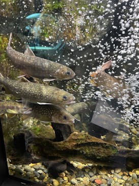 上越市立水族博物館 うみがたりに投稿された画像（2022/8/6）