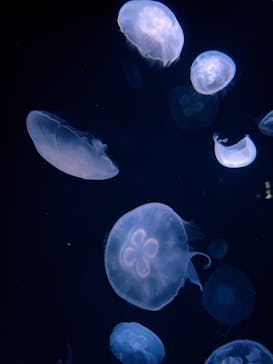 サンシャイン水族館に投稿された画像（2022/8/6）