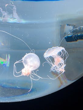 サンシャイン水族館に投稿された画像（2022/8/6）