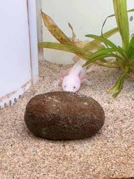 サンシャイン水族館に投稿された画像（2022/8/6）