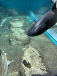 アクアワールド茨城県大洗水族館に投稿された画像（2022/8/6）