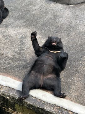 奥飛騨クマ牧場に投稿された画像（2022/8/6）